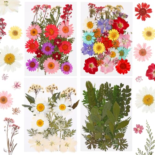4er Set Gepresste Blumen und Blätter, Natürliche Trockenblumen zum Basteln, DIY Getrocknete Blüten Getrocknete Blumen Basteln für Resin, Nageldesign, Karten, Kerzen, Schmuck und Kreative Dekorationen 4er Set Gepresste Blumen und Blätter, Natürliche Trockenblumen zum Basteln, DIY Getrocknete Blüten Getrocknete Blumen Basteln für Resin, Nageldesign, Karten, Kerzen, Schmuck und Kreative Dekorationen von Yuuchoringee