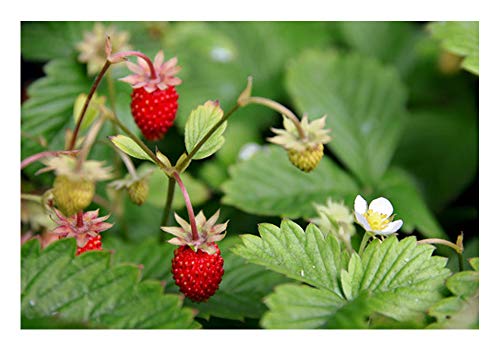3 Stück Wald-Erdbeeren im Topf (Fragaria vesca) sehr aromatisch von ZAC Wagner