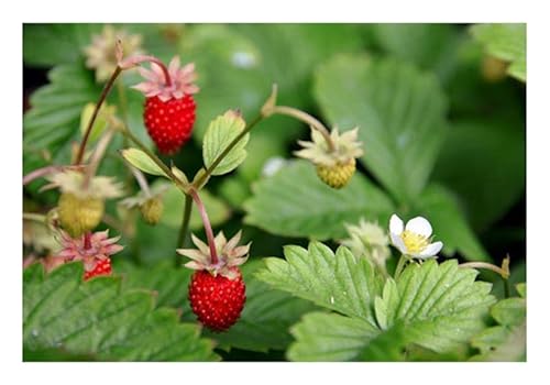 6 Stück Wald-Erdbeeren/Monatserdbeeren im Topf (Fragaria vesca) sehr aromatisch von ZAC Wagner