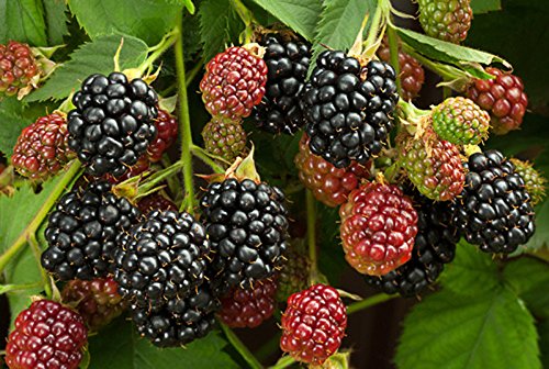 Dornlose Brombeere "Black Satin" 2 Töpfe "die Vitaminbombe" mit großen Früchten (Rubus fruticosus) von ZAC Wagner