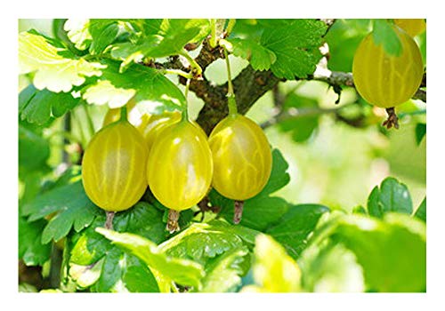 Gelbe Stachelbeere 2 Töpfe (Ribes ruva-crispa 'Hinnomäki gelb')"die Vitaminbombe" von ZAC Wagner