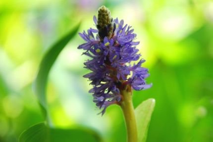 ZAC Wagner Hechtkraut blau (Pontederia cordata) - Teichpflanzen Teichpflanze von ZAC Wagner