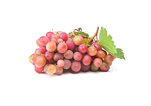 Kernlose Weintraube 'Rhea' (Vitis vinifera Rhea) rosé, köstlich und gesund! von ZAC Wagner