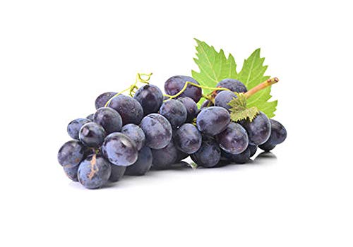 Kernlose Weintraube 'Venus' (Vitis 'Venus') blau, köstlich und gesund! von ZAC Wagner