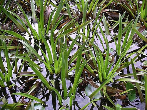ZAC Wagner Krebsschere (Stratiotes aloides) - Teichpflanzen Teichpflanze Schwimmpflanzen von ZAC Wagner