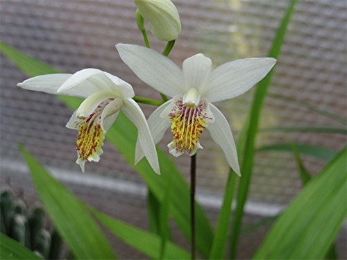 ZAC Wagner Sumpforchidee weiß (Bletilla striata alba) Teichplanzen Teichpflanze Teich von ZAC Wagner