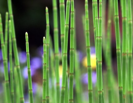 ZAC Wagner Sumpfschachtelhalm (Equisetum palustre) Teichpflanze Teichpflanzen Teich von ZAC Wagner