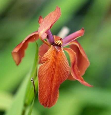 ZAC Wagner Sumpfschwertlilie rot (Iris fulva) - Teichpflanzen Teichpflanze von ZAC Wagner