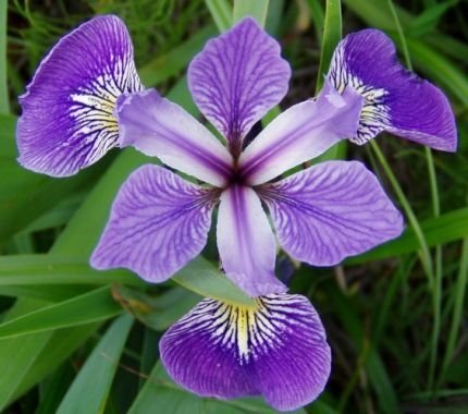ZAC Wagner Sumpfschwertlilie violett (Iris versicolor) - Teichpflanzen Teichpflanze von ZAC Wagner