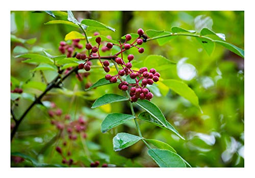 Szechuan- Pfeffer (Zanthoxylum piperitum)"Der Pfeffer für zu Hause" von ZAC Wagner