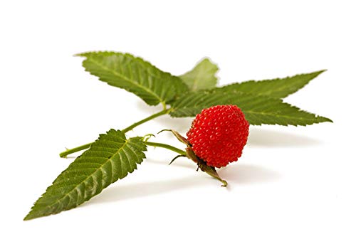 Wunderschöne Erdbeer-Himbeere 2 Stück (Rubus illecebrosus)"die Vitaminbombe" von ZAC Wagner