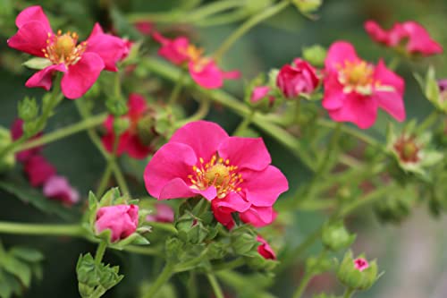 Wunderschöne Pink blühende Hänge-Erdbeere 3 Stück"Im 9 cm Topf" von ZAC Wagner