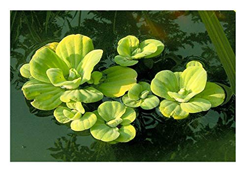 ZAC Wagner 10 Stück Muschelblumen (Pistia stratiotes) - Schwimmpflanze Teichpflanzen Teichpflanze von ZAC Wagner