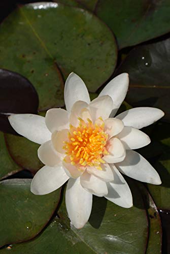 ZAC Wagner Zwergseerose Nymphaea Pygmaea Fridolfing wunderschöne Seerose Teichpflanze Schwimmpflanze von ZAC Wagner