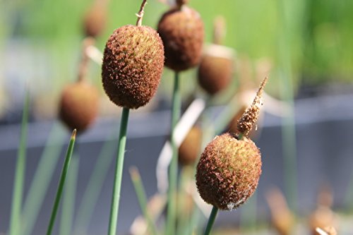 ZAC Wagner Zwergrohrkolben (Typha Minima) Teichpflanze Teichpflanzen Teich von ZAC Wagner