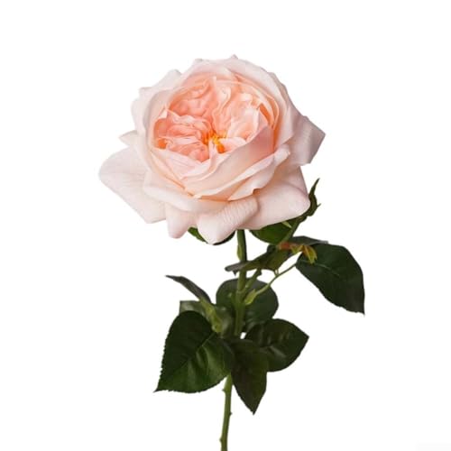 ZAMETTER Künstliche Pfingstrosen, 6 Stück, realistische Haptik, langer Stiel, Seidenblumen, handgefertigt, Seidenrosen, Pfingstrosen, Kollektion für Heimdekoration, Wohnzimmer, Esstisch, Büro ZAMETTER Künstliche Pfingstrosen, 6 Stück, realistische Haptik, langer Stiel, Seidenblumen, handgefertigt, Seidenrosen, Pfingstrosen, Kollektion für Heimdekoration, Wohnzimmer, Esstisch, Büro von ZAMETTER