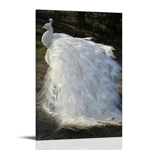 ZBBZJYHH Elegante Pfauen-Wanddekoration, majestätische weiße Pfauenfedern, Kunststück, modernes künstlerisches Wandbild, hängende Dekoration, Poster, 30 x 45 cm von ZBBZJYHH