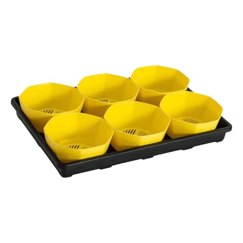 ZBIianxer Kindergarten Töpfe Mit Tablett 6 Zelldesign Mit 6 Zoll Plastikpflanzentöpfen Ideal Für Sukkulenten Und Pflanzenwachstum Kindergarten Topfschale ZBIianxer Kindergarten Töpfe Mit Tablett 6 Zelldesign Mit 6 Zoll Plastikpflanzentöpfen Ideal Für Sukkulenten Und Pflanzenwachstum Kindergarten Topfschale von ZBIianxer
