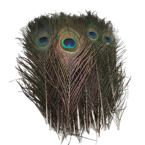 ZBORAVPIX Pfauenfedern, Pfauenfedern 20er Packung Mehrfarbig(20pcspeacocksfeather) von ZBORAVPIX