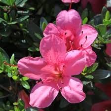 ZECHONDRA 100 Stück Pink Satsuki Azalee Blumensamen von ZECHONDRA