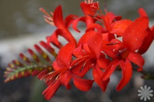 ZECHONDRA 100 Stück rote CROCOSMIA LUCIFER Blumensamen von ZECHONDRA