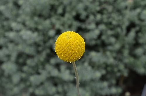 ZECHONDRA Neue 100pcs Giant Allium Giganteum Blumensamen gelb von ZECHONDRA