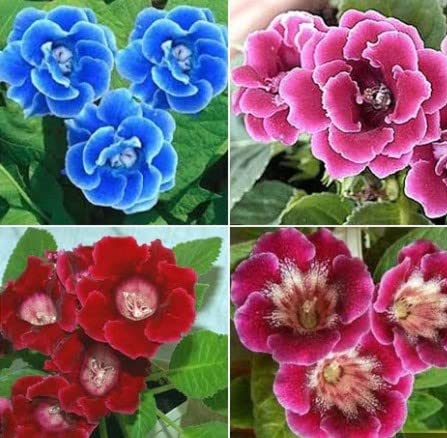 ZECHONDRA Neue 100pcs Gloxinia Blumensamen gemischt von ZECHONDRA