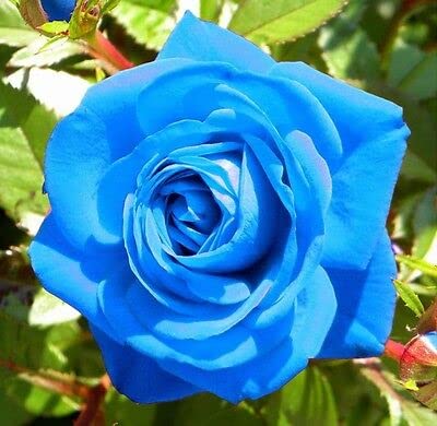 ZECHONDRA Neue 100pcs Rose Blumensamen blau von ZECHONDRA