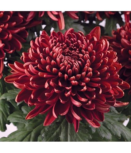 ZECHONDRA Neue 10pcs Chrysanthemen-Blumensamen kastanienbraun von ZECHONDRA