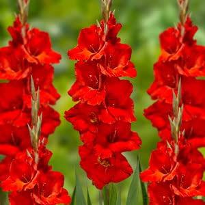 ZECHONDRA Neue 20st mehrjährige Gladiolus Blumensamen rot von ZECHONDRA