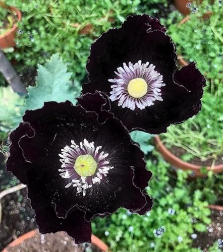 ZECHONDRA Neue Papaver Somniferum Blumensamen 200 Stück Schwarz von ZECHONDRA