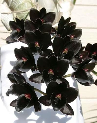 ZECHONDRA Neue e 100 Stück Phalaenopsis-Orchideen-Blumensamen Schwarz von ZECHONDRA