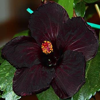 ZECHONDRA Neue e 20 Stück Hibiskus-Blumensamen Schwarz von ZECHONDRA