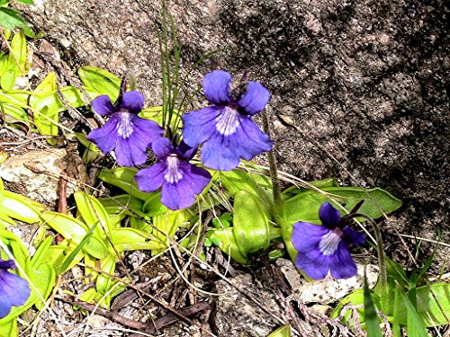 ZECHONDRA New Fresh 10 Stück blaue Fettkraut-Blumensamen von ZECHONDRA