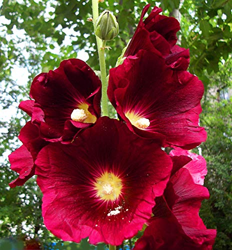 ZECHONDRA New Fresh 50 Stück rote Stockrosen-Blumensamen von ZECHONDRA