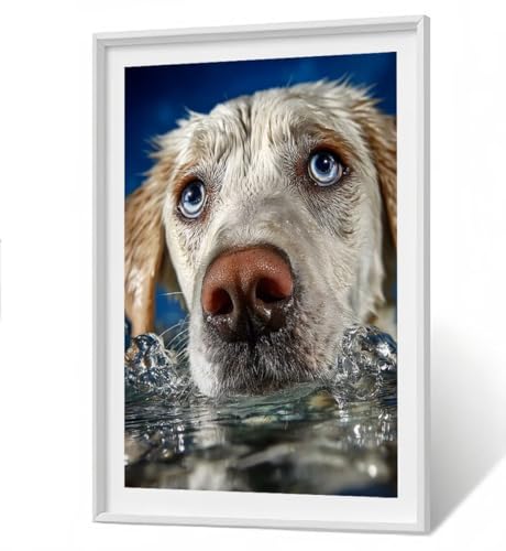 Tier Diamond Painting Erwachsene Groß XXL - Hund 5D Full Drill Diamant Painting Bilder, DIY Mosaic Bastelset für Kinder und Erwachsene, Diamant Malerei Stickerei Home Decor 30x40 cm ZBSF377 Tier Diamond Painting Erwachsene Groß XXL - Hund 5D Full Drill Diamant Painting Bilder, DIY Mosaic Bastelset für Kinder und Erwachsene, Diamant Malerei Stickerei Home Decor 30x40 cm ZBSF377 von ZHANGBINGSHENDIAN