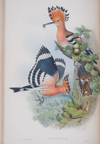 ZHAOSHAN Bekannt Wanddekorationen Gemalde Wand-Kunst Bild Tiervogel Upupa epops teller aus den vögeln Großbritanniens von john gould Wandbilder Drucke Poster für Office Home Decor 60x90cm ZHAOSHAN Bekannt Wanddekorationen Gemalde Wand-Kunst Bild Tiervogel Upupa epops teller aus den vögeln Großbritanniens von john gould Wandbilder Drucke Poster für Office Home Decor 60x90cm von ZHAOSHAN