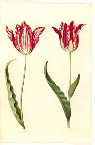 ZHAOSHAN Berühmte Gemälde Moderne Kunst Wandbild Poster Kunstdrucke Tulipa Gesneriana von Hans Simon Holtzbecker Poster Bilder Leinwand für Wanddekoration 60x90cm von ZHAOSHAN