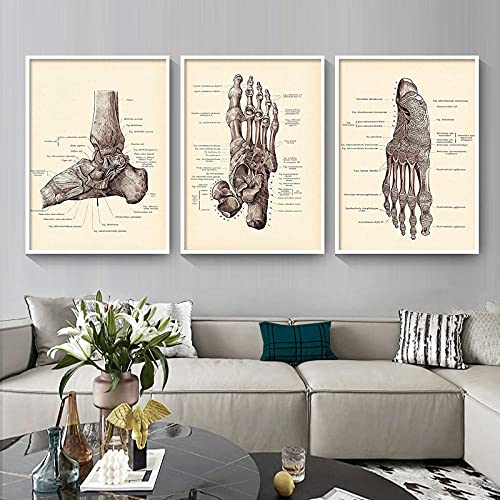 ZHJJD Kopf Skelett Füße Körper Anatomie Vintage Nordic Poster Und Kunstdrucke Wand Bilder Leinwand Bild Wandbild Für Klinik Medical Deko 40x60cmx3 Kein Rahmen, Schwarz & Weiß von ZHJJD