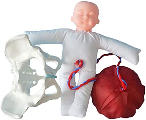 Anatomiemodell, weibliches Beckengeburt Anatomisches Modell enthält Modelle von Baby und Becken, die für medizinische Demonstrationen abnehmbar sind von ZHONGPIN