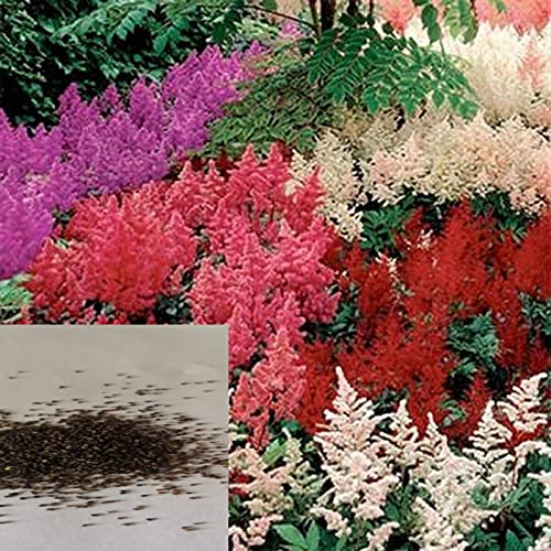 Astilbe Samen für Pflanzen, 50 Stück/Beutel Astilbe Samen Mix Farbe voller Vitalität hell natürliche Garten Astilbe Sämlinge für Bonsai – Astilbe Samen von ZHOUBAA