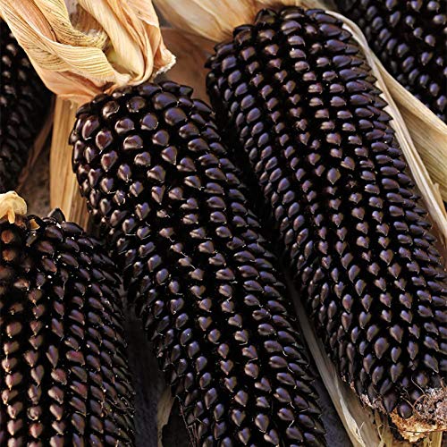 Maissamen für Pflanzen, 1 Beutel Mais-Samen natürlich frisch leicht rustikal Maissamen für Garten – Schwarze Maissamen von ZHOUBAA