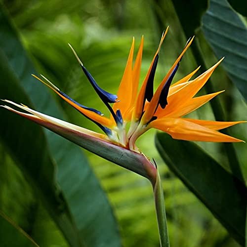 Pflanzensamen, Gartenarbeit, 50 Stück/Beutel, Strelitzien-Samen, Erbstück, für alle Jahreszeiten, ohne GVO, einfache Pflanzensamen für Balkon – Strelitzia Reginae Aiton Samen von ZHOUBAA