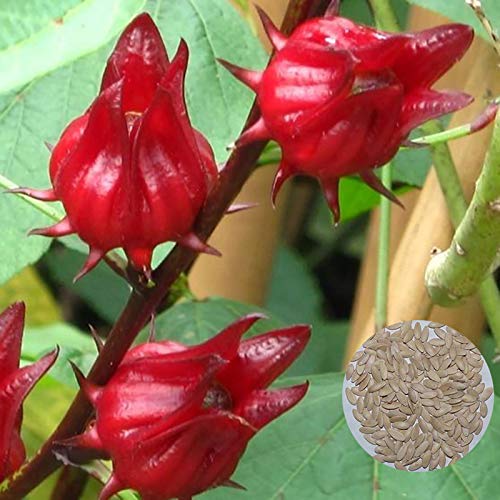 Roselle Samen für Pflanzen, 200 Stück/Beutel Roselle Samen, schnell wachsend, Rot, GVO-frei, für den Außenbereich, afrikanische Malve Samen für Zuhause – Roselle Samen von ZHOUBAA
