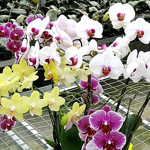 Samen für Gartenarbeit, 10 Stück, gemischte Farben, Phalaenopsis Blumensamen Bonsai Pflanze Schmetterling Orchidee Garten von ZHOUBAA