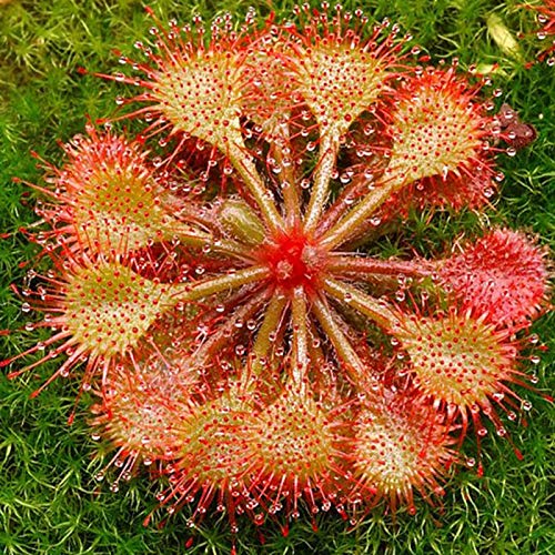 Samen für Gartenarbeit, 100 Stück, Drosera Lovellae Sundew insektivorische Pflanzen, einfach zu wachsen, Garten Bonsai Dekor – 4# von ZHOUBAA