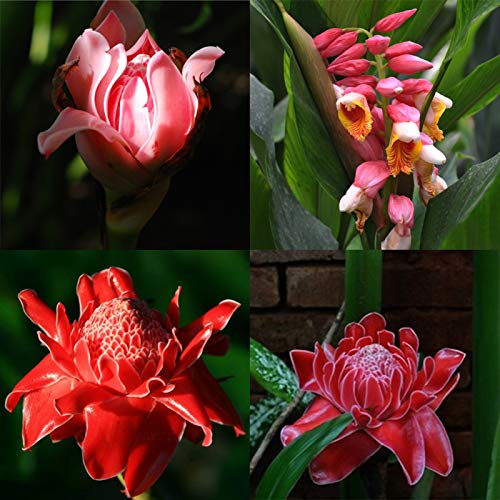 Samen für Gartenarbeit, 100 Stück, Fackel, Ingwer, seltene Blume, Etlingera, Elatior Samen, einzigartige Zierpflanze von ZHOUBAA