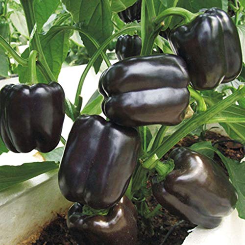 Samen für Gartenarbeit, 100 Stück, schwarze Paprika-Samen, gesundes Gemüse, Samen, Balkonpflanze. von ZHOUBAA