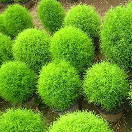 Samen für Gartenarbeit, 100 Stück, seltene Kochia Scoparia Gras-Samen Showy Grow Rapid Exotic Hardy Pflanze von ZHOUBAA
