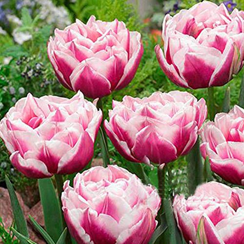 Samen für Gartenarbeit, 100 Stück, verschiedene Tulpen-Samen, schöne Blume, Heim-, Gartenpflanze, Dekoration – 3 Stück doppelte, helle und rosa Tulpenzwiebeln von ZHOUBAA